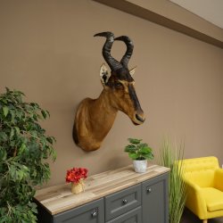 Hartebeest Kuh Antilope HL 50 cm Kopf Präparat Kuhantilope Haupt Afrika Deko