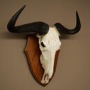 Gnu Streifengnu Schädeltrophäe SP 45 cm Afrika Schädel TrophäeTrophäenschild 88.9.54