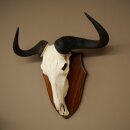 Gnu Streifengnu Schädeltrophäe SP 45 cm Afrika Schädel TrophäeTrophäenschild 88.9.54