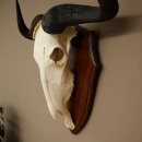 Gnu Streifengnu Schädeltrophäe SP 45 cm Afrika Schädel TrophäeTrophäenschild 88.9.54