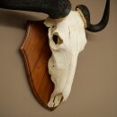 Gnu Streifengnu Schädeltrophäe SP 45 cm Afrika Schädel TrophäeTrophäenschild 88.9.54