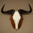 Gnu Streifengnu Schädeltrophäe SP 45 cm Afrika Schädel TrophäeTrophäenschild 88.9.54