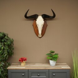 Gnu Streifengnu Schädeltrophäe SP 45 cm Afrika Schädel TrophäeTrophäenschild 88.9.54