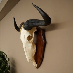Gnu Streifengnu Schädeltrophäe SP 45 cm Afrika Schädel TrophäeTrophäenschild 88.9.54