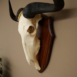 Gnu Streifengnu Schädeltrophäe SP 45 cm Afrika Schädel TrophäeTrophäenschild 88.9.54