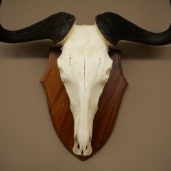 Gnu Streifengnu Schädeltrophäe SP 45 cm Afrika Schädel TrophäeTrophäenschild 88.9.54