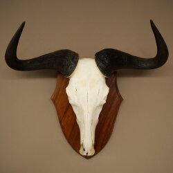 Gnu Streifengnu Schädeltrophäe SP 45 cm Afrika Schädel TrophäeTrophäenschild 88.9.54