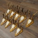 9 Roe Deer Antlers, Roe Deer Bucks on Trophy Plates, Roe Deer, Roe Deer Buck, Antlers 22.1439