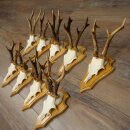 9 Roe Deer Antlers, Roe Deer Bucks on Trophy Plates, Roe Deer, Roe Deer Buck, Antlers 22.1439