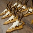 9 Roe Deer Antlers, Roe Deer Bucks on Trophy Plates, Roe Deer, Roe Deer Buck, Antlers 22.1439