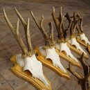 9 Roe Deer Antlers, Roe Deer Bucks on Trophy Plates, Roe Deer, Roe Deer Buck, Antlers 22.1439