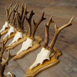 9 Roe Deer Antlers, Roe Deer Bucks on Trophy Plates, Roe Deer, Roe Deer Buck, Antlers 22.1439