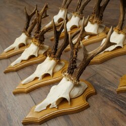 9 Roe Deer Antlers, Roe Deer Bucks on Trophy Plates, Roe Deer, Roe Deer Buck, Antlers 22.1439