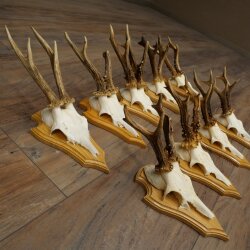 9 Roe Deer Antlers, Roe Deer Bucks on Trophy Plates, Roe Deer, Roe Deer Buck, Antlers 22.1439
