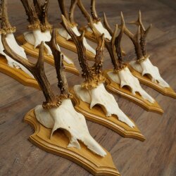 9 Roe Deer Antlers, Roe Deer Bucks on Trophy Plates, Roe Deer, Roe Deer Buck, Antlers 22.1439