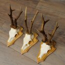 3 Roe Deer Antlers, Male Roe Deer on Trophy Plaques, Roe Deer, Male Roe Deer Antlers 22.1440