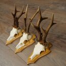 3 Roe Deer Antlers, Male Roe Deer on Trophy Plaques, Roe Deer, Male Roe Deer Antlers 22.1440