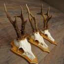 3 Roe Deer Antlers, Male Roe Deer on Trophy Plaques, Roe Deer, Male Roe Deer Antlers 22.1440