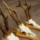 3 Roe Deer Antlers, Male Roe Deer on Trophy Plaques, Roe Deer, Male Roe Deer Antlers 22.1440