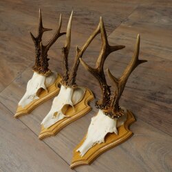 3 Roe Deer Antlers, Male Roe Deer on Trophy Plaques, Roe Deer, Male Roe Deer Antlers 22.1440