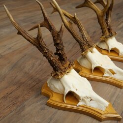 3 Roe Deer Antlers, Male Roe Deer on Trophy Plaques, Roe Deer, Male Roe Deer Antlers 22.1440