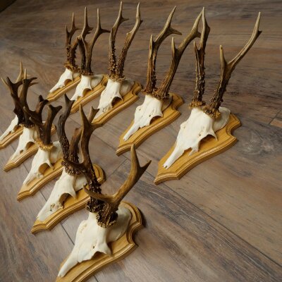 Rehgeweihe 10 Stück Rehböcke auf Trophäenschilder Rehe Reh Bock Geweihe 22.1441