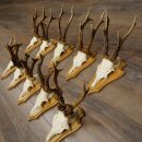 Rehgeweihe 10 Stück Rehböcke auf Trophäenschilder Rehe Reh Bock Geweihe 22.1441