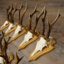 Rehgeweihe 10 Stück Rehböcke auf Trophäenschilder Rehe Reh Bock Geweihe 22.1441