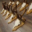 Rehgeweihe 10 Stück Rehböcke auf Trophäenschilder Rehe Reh Bock Geweihe 22.1441