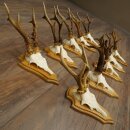 Rehgeweihe 10 Stück Rehböcke auf Trophäenschilder Rehe Reh Bock Geweihe 22.1441