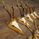Rehgeweihe 10 Stück Rehböcke auf Trophäenschilder Rehe Reh Bock Geweihe 22.1441