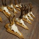 Rehgeweihe 10 Stück Rehböcke auf Trophäenschilder Rehe Reh Bock Geweihe 22.1441