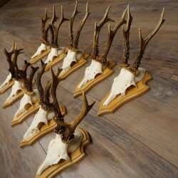 Rehgeweihe 10 Stück Rehböcke auf Trophäenschilder Rehe Reh Bock Geweihe 22.1441