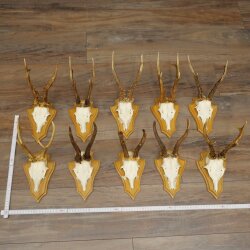 Rehgeweihe 10 Stück Rehböcke auf Trophäenschilder Rehe Reh Bock Geweihe 22.1441