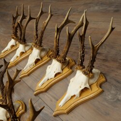 Rehgeweihe 10 Stück Rehböcke auf Trophäenschilder Rehe Reh Bock Geweihe 22.1441