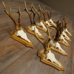 Rehgeweihe 10 Stück Rehböcke auf Trophäenschilder Rehe Reh Bock Geweihe 22.1441