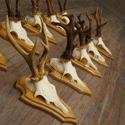 Rehgeweihe 10 Stück Rehböcke auf Trophäenschilder Rehe Reh Bock Geweihe 22.1441