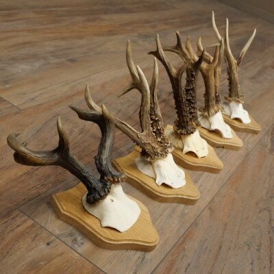 Reehoorns 5 stuks reebokken op trofee-borden Reeën Reebok Hoorns 22.1443