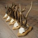 Reehoorns 5 stuks reebokken op trofee-borden Reeën Reebok Hoorns 22.1443