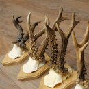 Reehoorns 5 stuks reebokken op trofee-borden Reeën Reebok Hoorns 22.1443