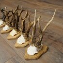 Reehoorns 5 stuks reebokken op trofee-borden Reeën Reebok Hoorns 22.1443