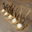 Reehoorns 5 stuks reebokken op trofee-borden Reeën Reebok Hoorns 22.1443