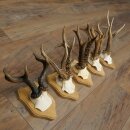 Reehoorns 5 stuks reebokken op trofee-borden Reeën Reebok Hoorns 22.1443