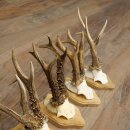 Reehoorns 5 stuks reebokken op trofee-borden Reeën Reebok Hoorns 22.1443