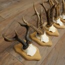 Reehoorns 5 stuks reebokken op trofee-borden Reeën Reebok Hoorns 22.1443