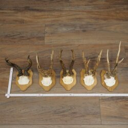 Reehoorns 5 stuks reebokken op trofee-borden Reeën Reebok Hoorns 22.1443