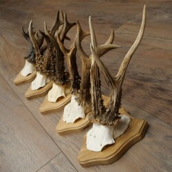Reehoorns 5 stuks reebokken op trofee-borden Reeën Reebok Hoorns 22.1443