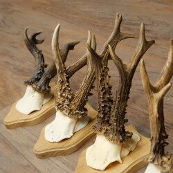 Reehoorns 5 stuks reebokken op trofee-borden Reeën Reebok Hoorns 22.1443