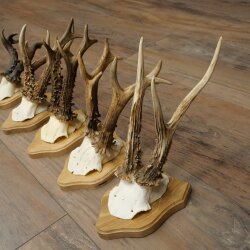 Reehoorns 5 stuks reebokken op trofee-borden Reeën Reebok Hoorns 22.1443
