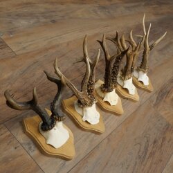 Reehoorns 5 stuks reebokken op trofee-borden Reeën Reebok Hoorns 22.1443